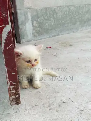 1-3 Months Female Purebred Persian