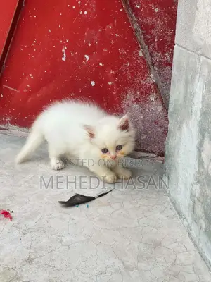 1-3 Months Female Purebred Persian