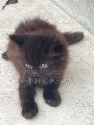 1-3 Months Female Purebred Persian