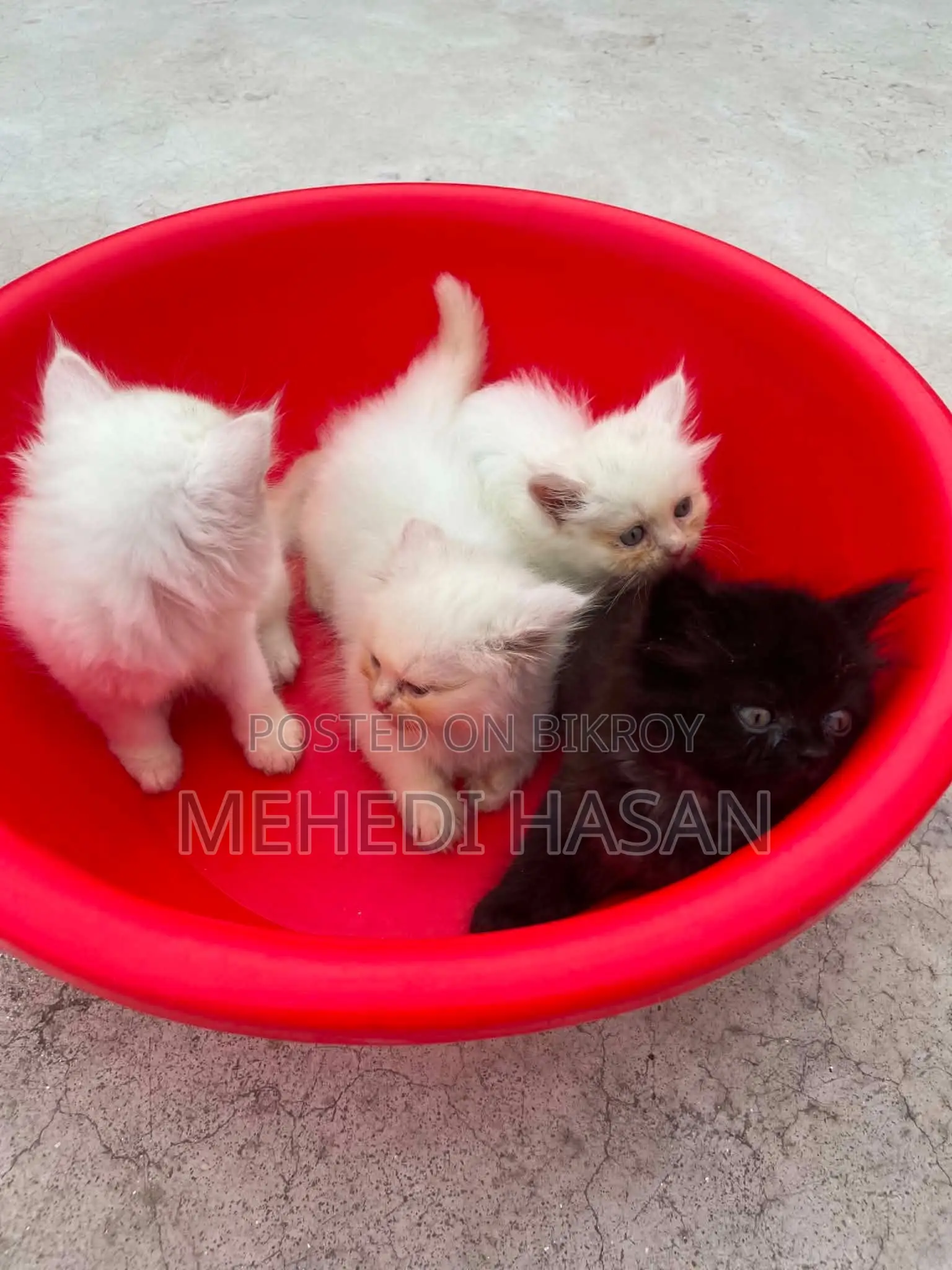 1-3 Months Female Purebred Persian