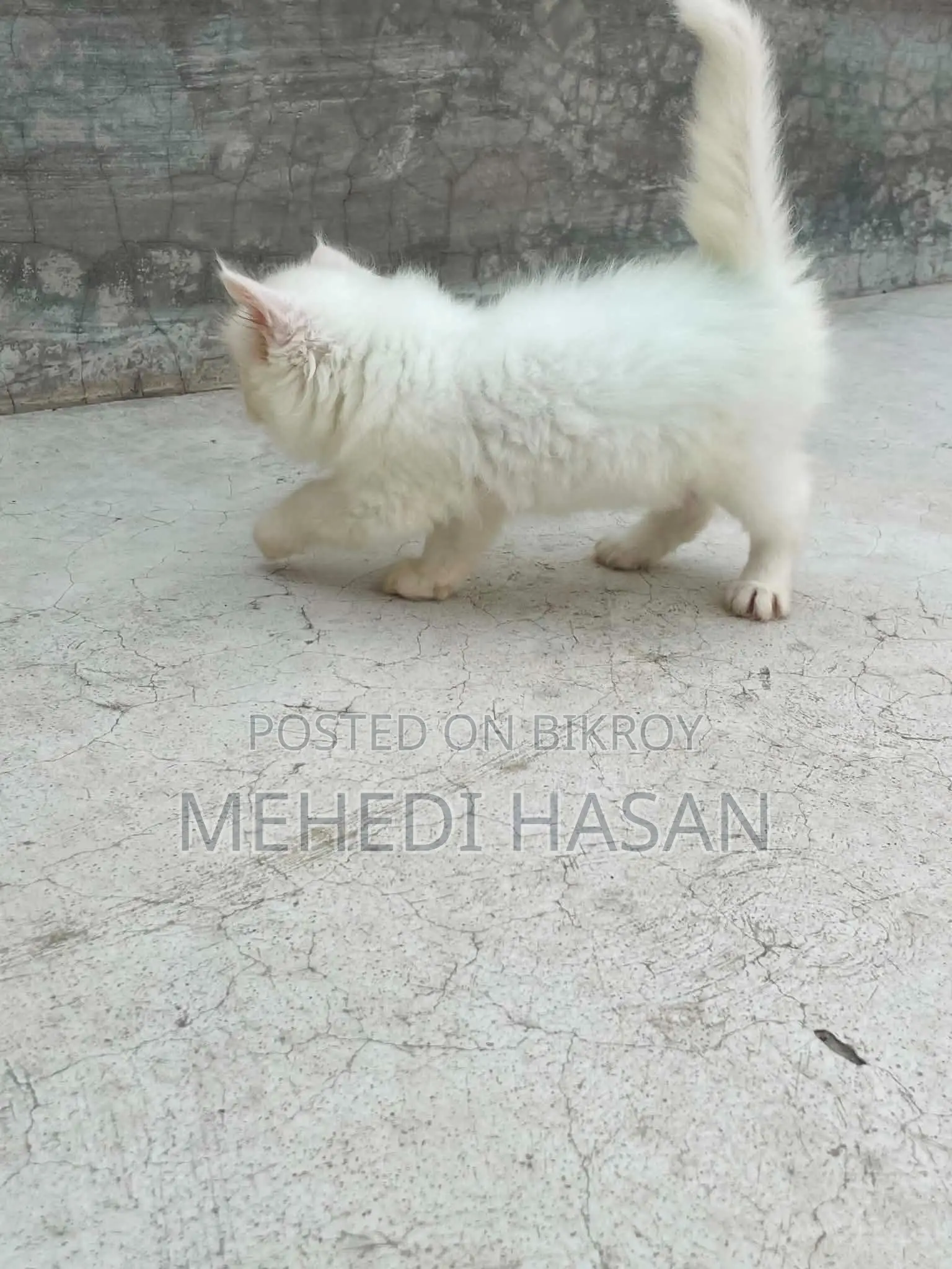 1-3 Months Female Purebred Persian