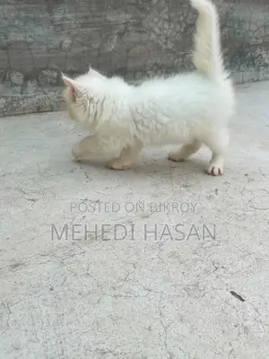 1-3 Months Female Purebred Persian