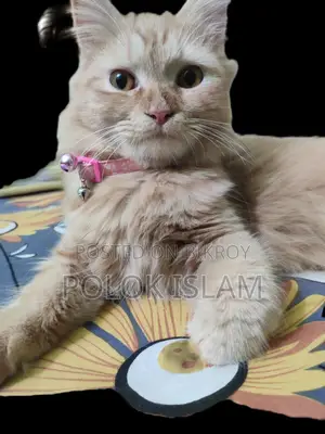 1+ Year Female Purebred Persian