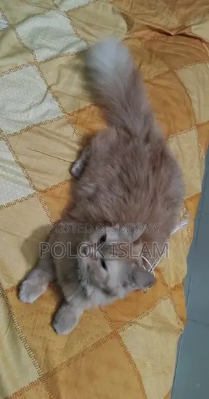 1+ Year Female Purebred Persian
