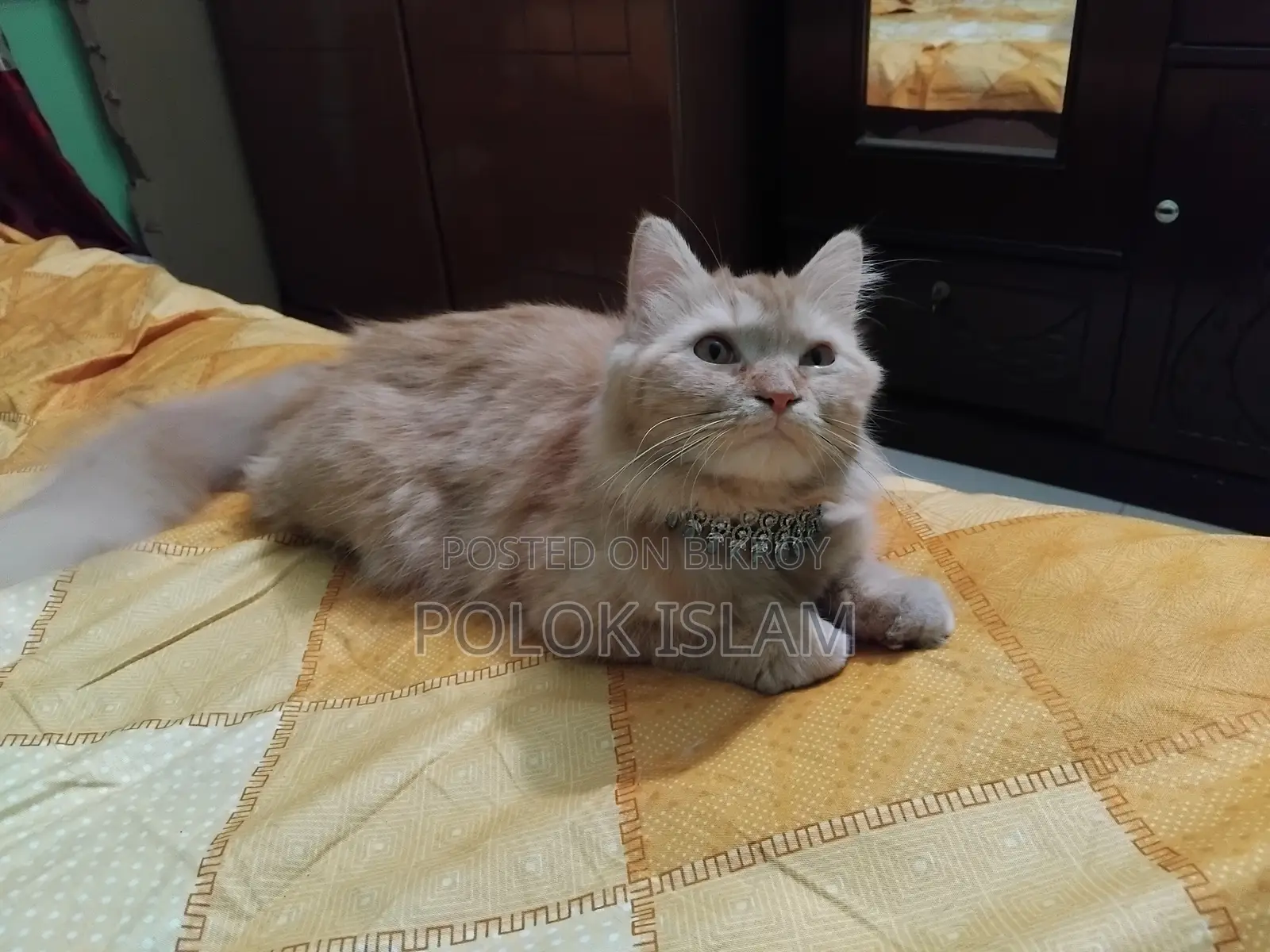 1+ Year Female Purebred Persian