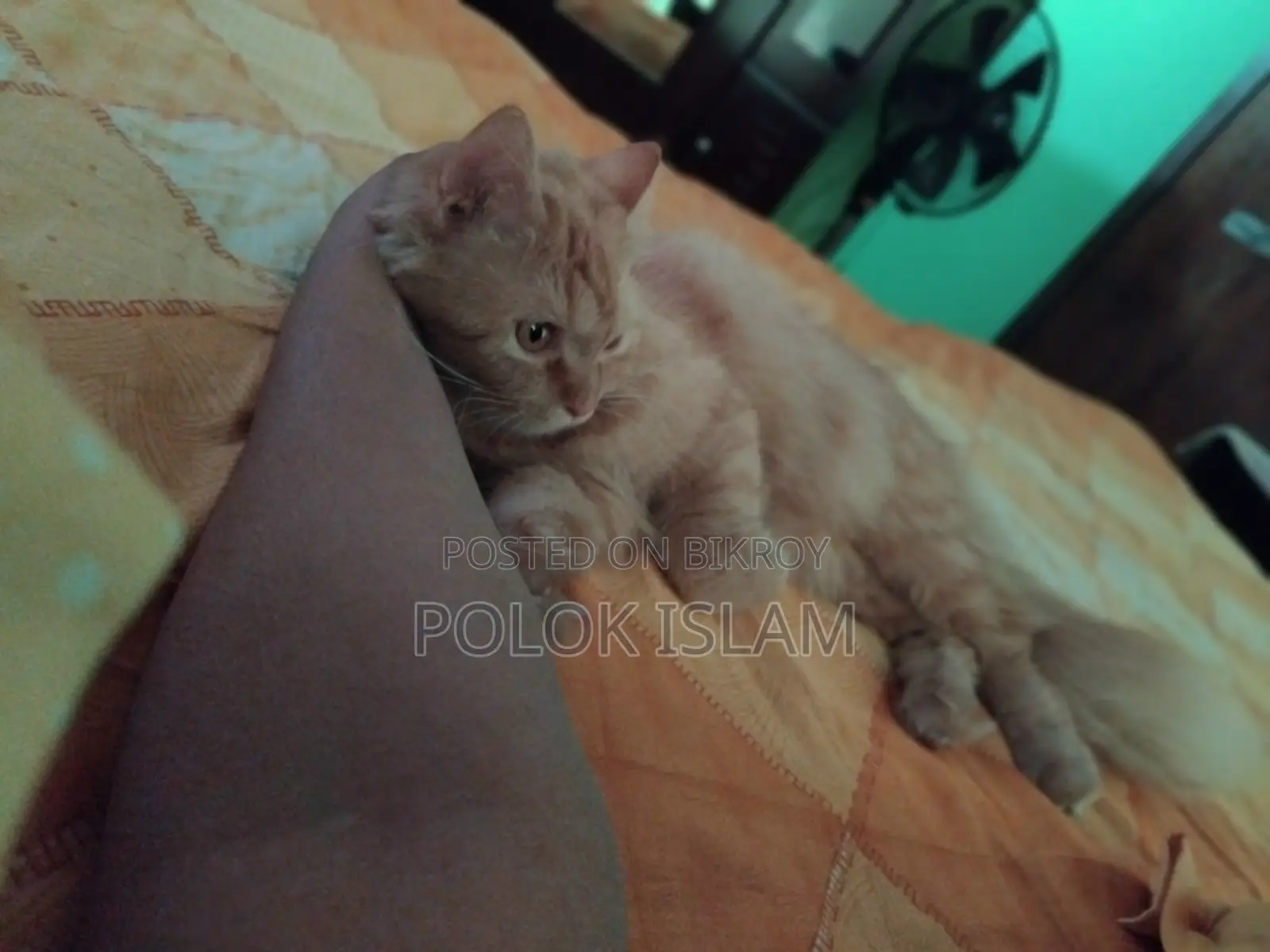 1+ Year Female Purebred Persian