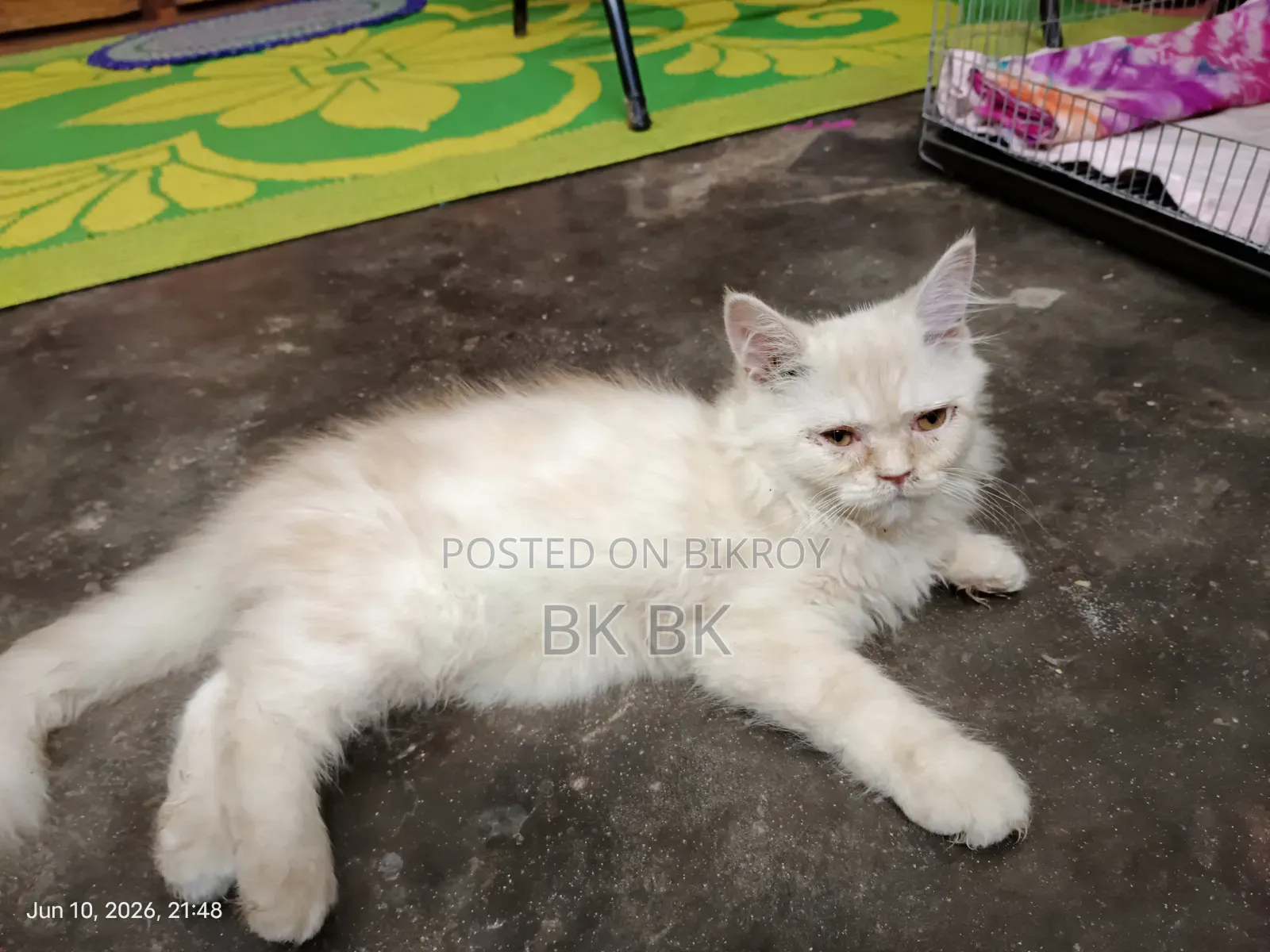 1-3 Months Female Purebred Persian