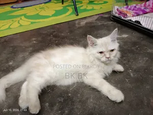 1-3 Months Female Purebred Persian