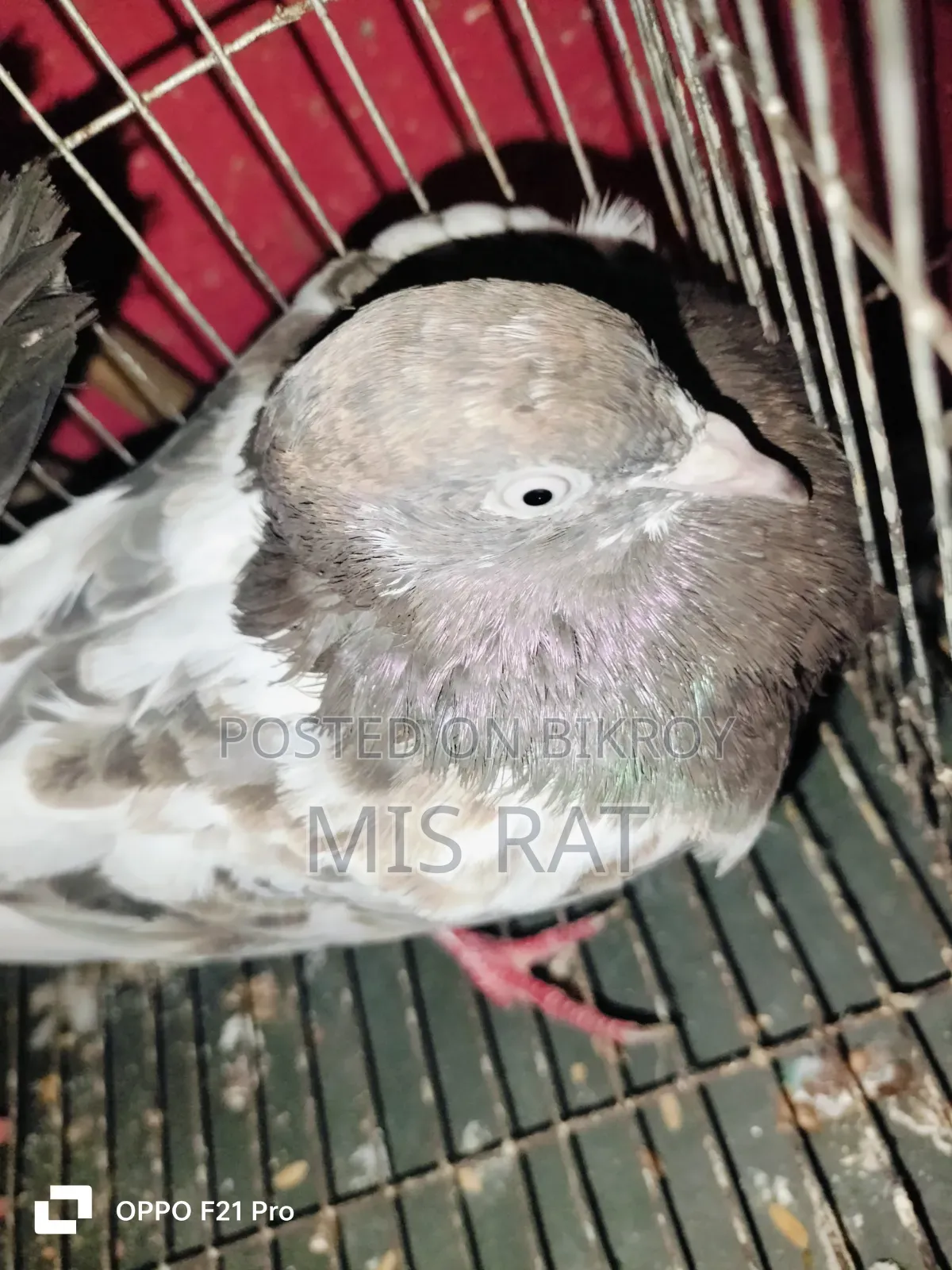 Bengali Pigeon