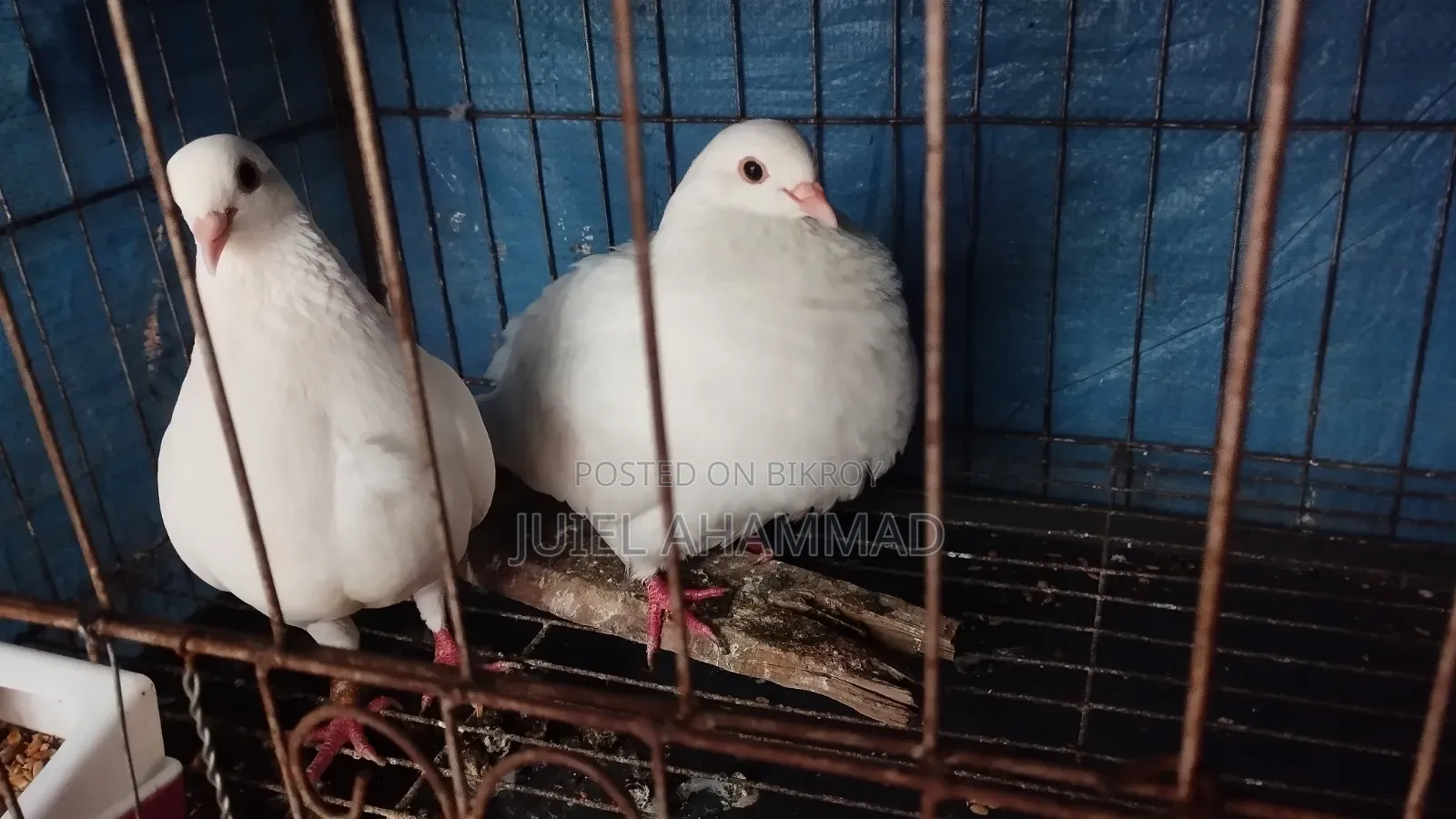 ইন্ডিয়ান কাকজি পেয়ার