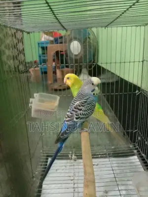 বাজরিগার পাখি