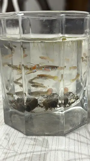 Fancy Mixed Guppy Fry