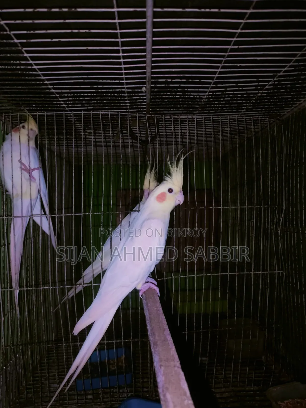 Big size Lutino Cockatiel running male
