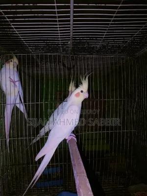 Big size Lutino Cockatiel running male
