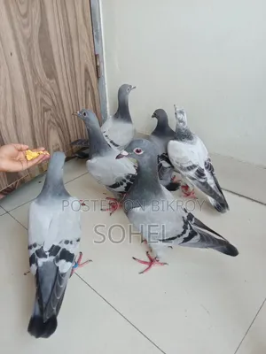 রেসার রেসিং বেবি কবুতর