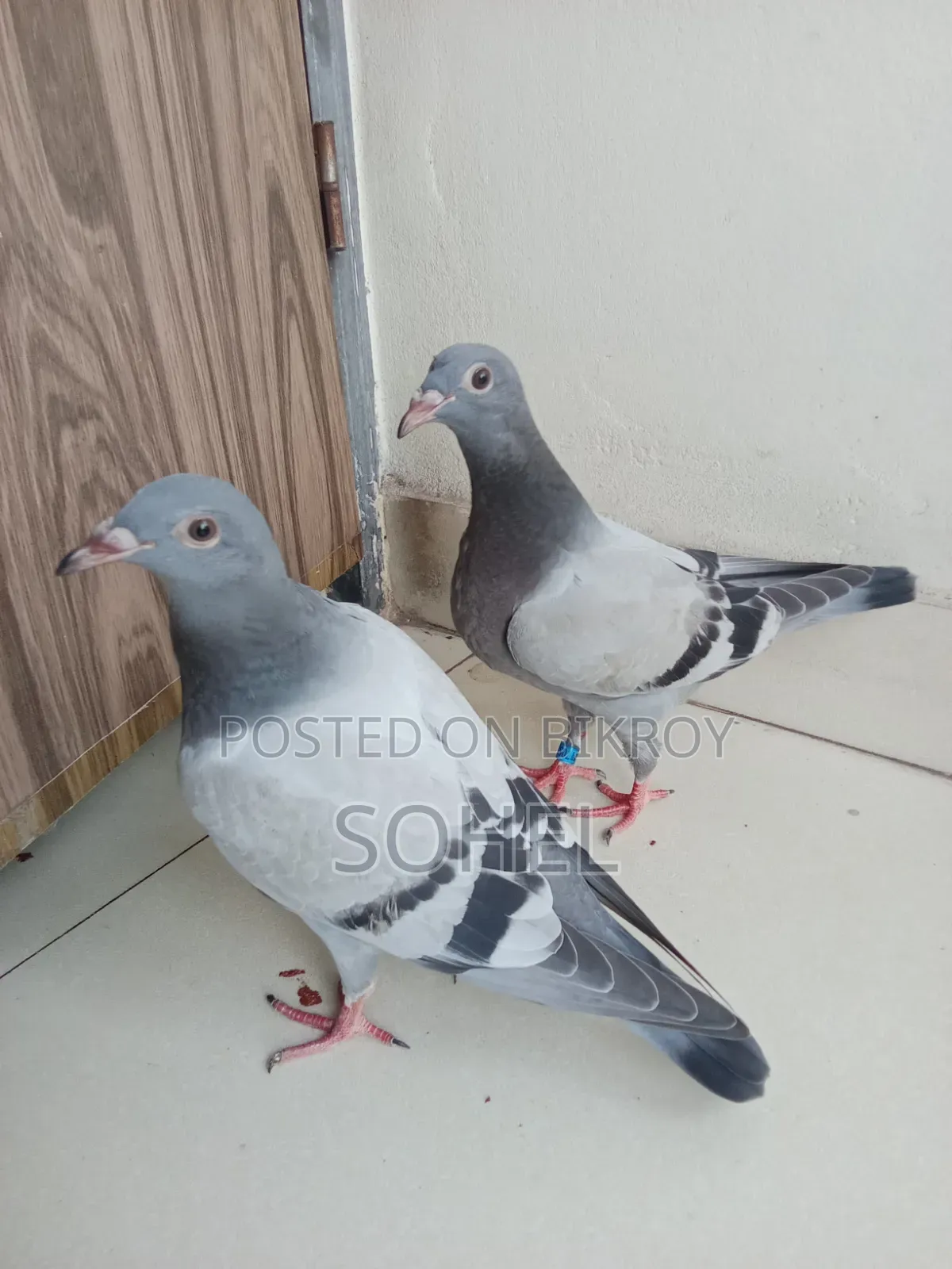 রেসার রেসিং বেবি কবুতর