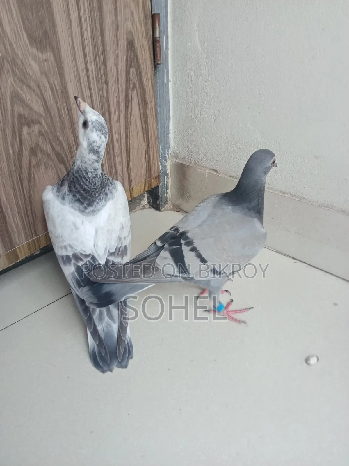 রেসার রেসিং বেবি কবুতর