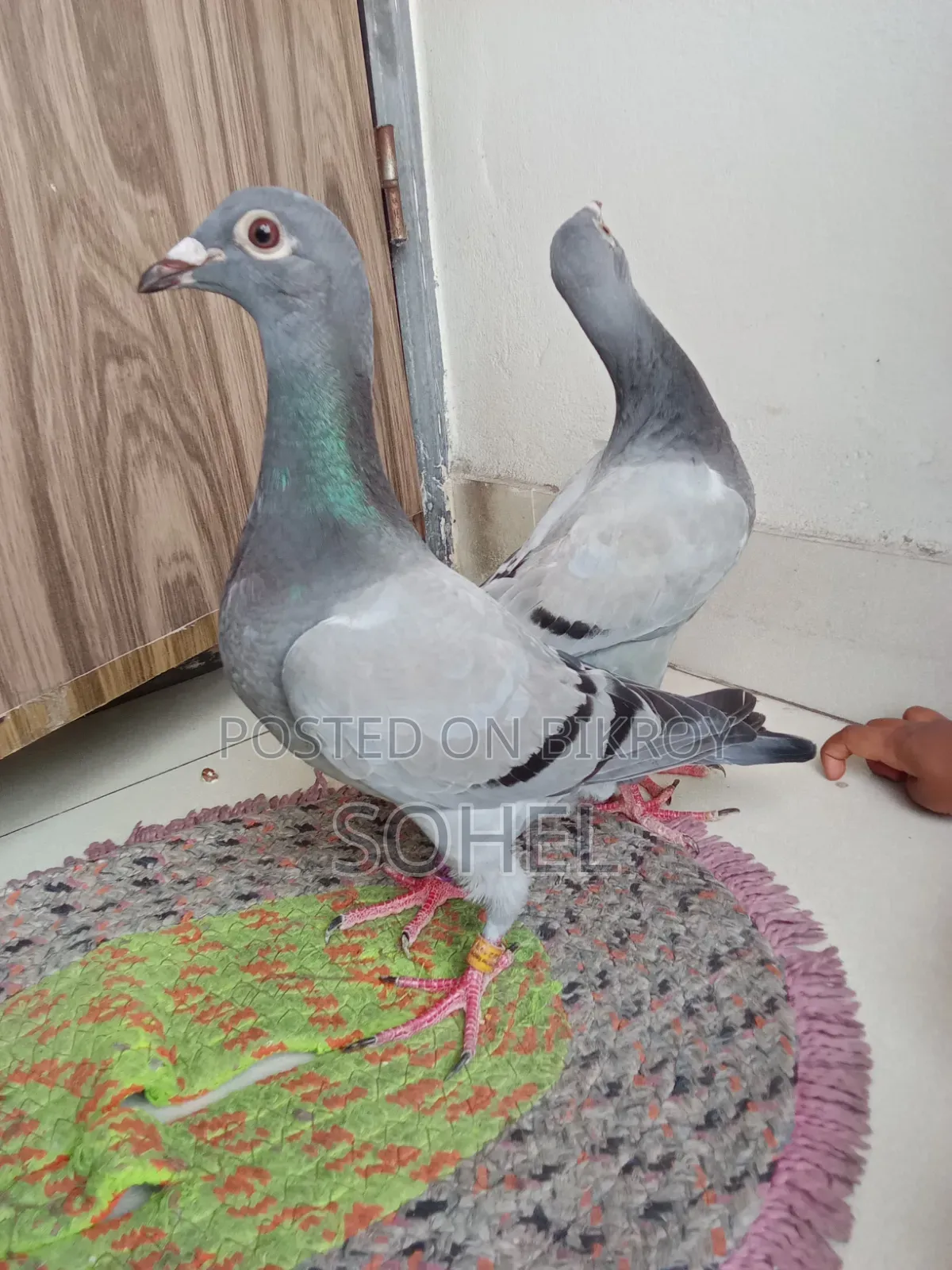 রেসার রেসিং বেবি কবুতর