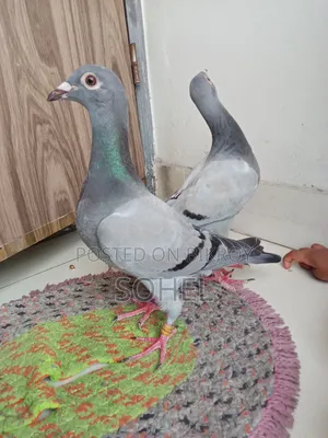 রেসার রেসিং বেবি কবুতর