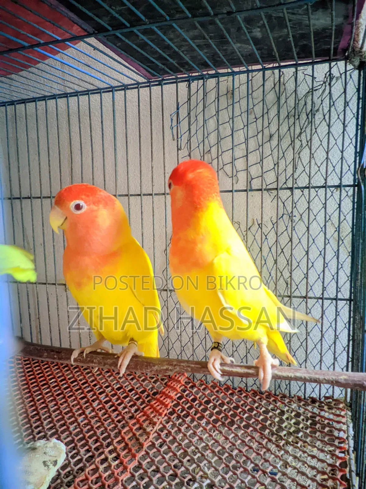 একজোড়া Love Birds