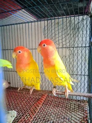 একজোড়া Love Birds