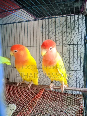 একজোড়া Love Birds