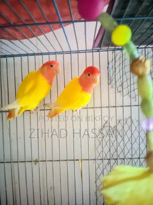 একজোড়া Love Birds