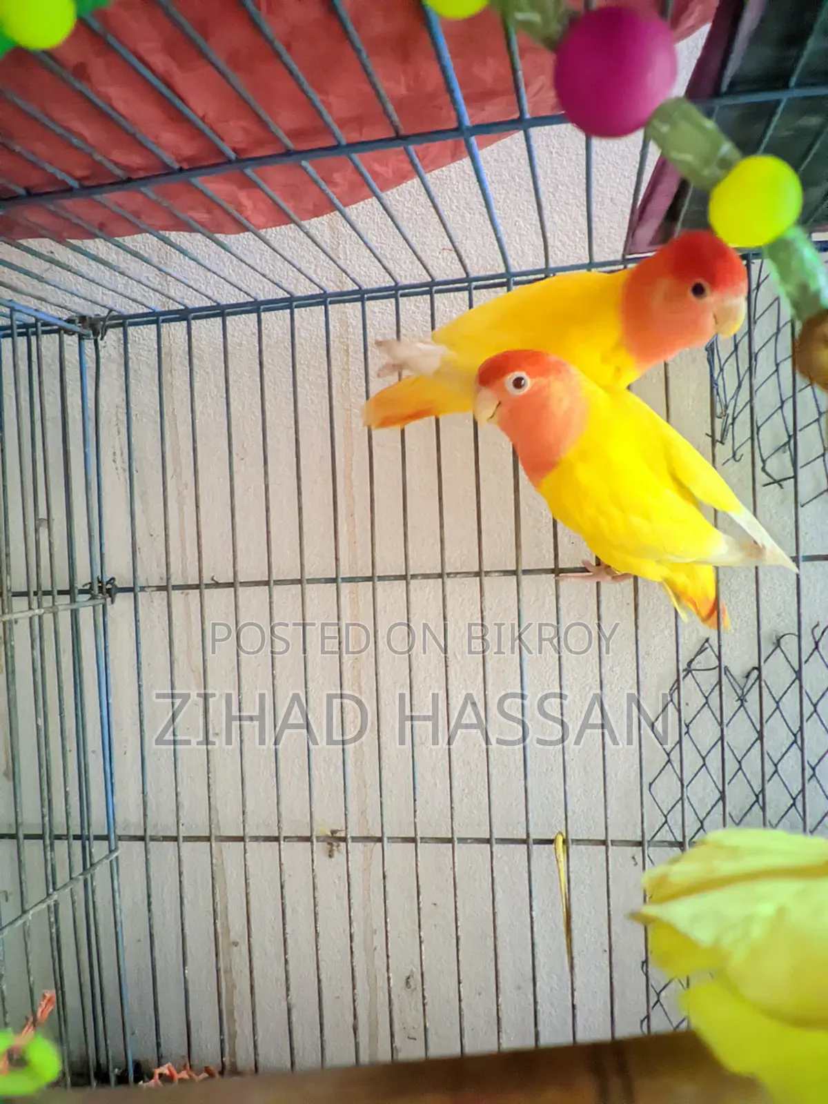 একজোড়া Love Birds