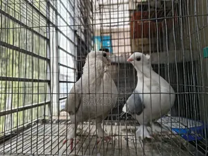 সারটিন মাস্টার পেয়ার। ডিম বাচ্চা ১০০%।