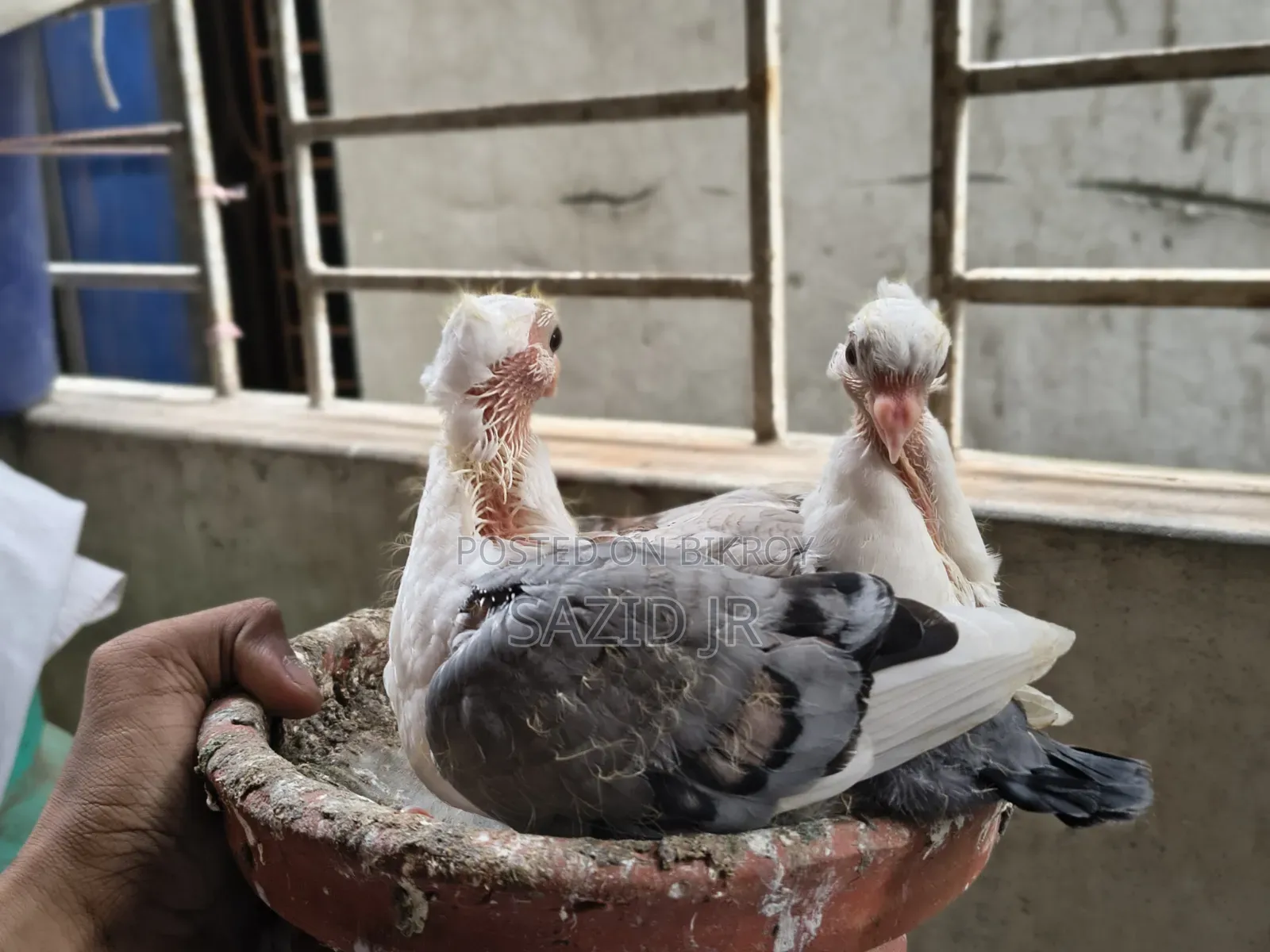 সারটিন মাস্টার পেয়ার। ডিম বাচ্চা ১০০%।
