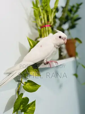 Albino Cockatiel Bird