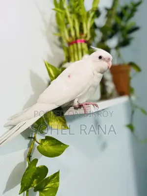 Albino Cockatiel Bird