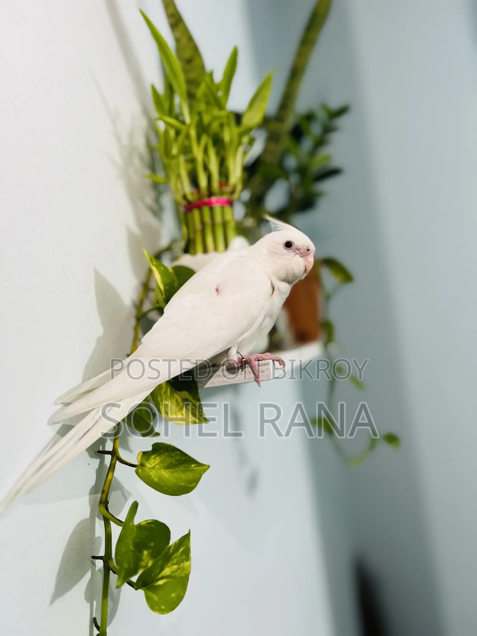 Albino Cockatiel Bird