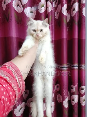 1-3 Months Male Purebred Persian