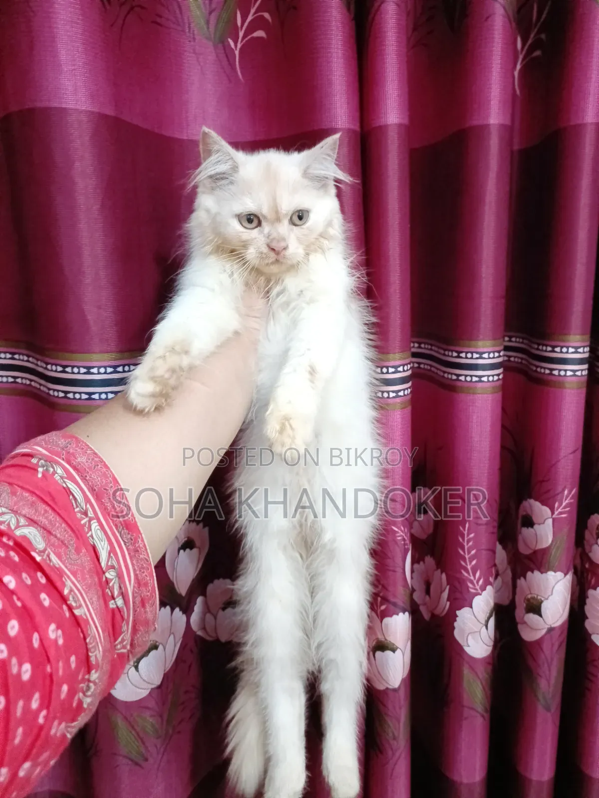 1-3 Months Male Purebred Persian