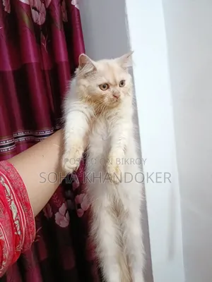 1-3 Months Male Purebred Persian