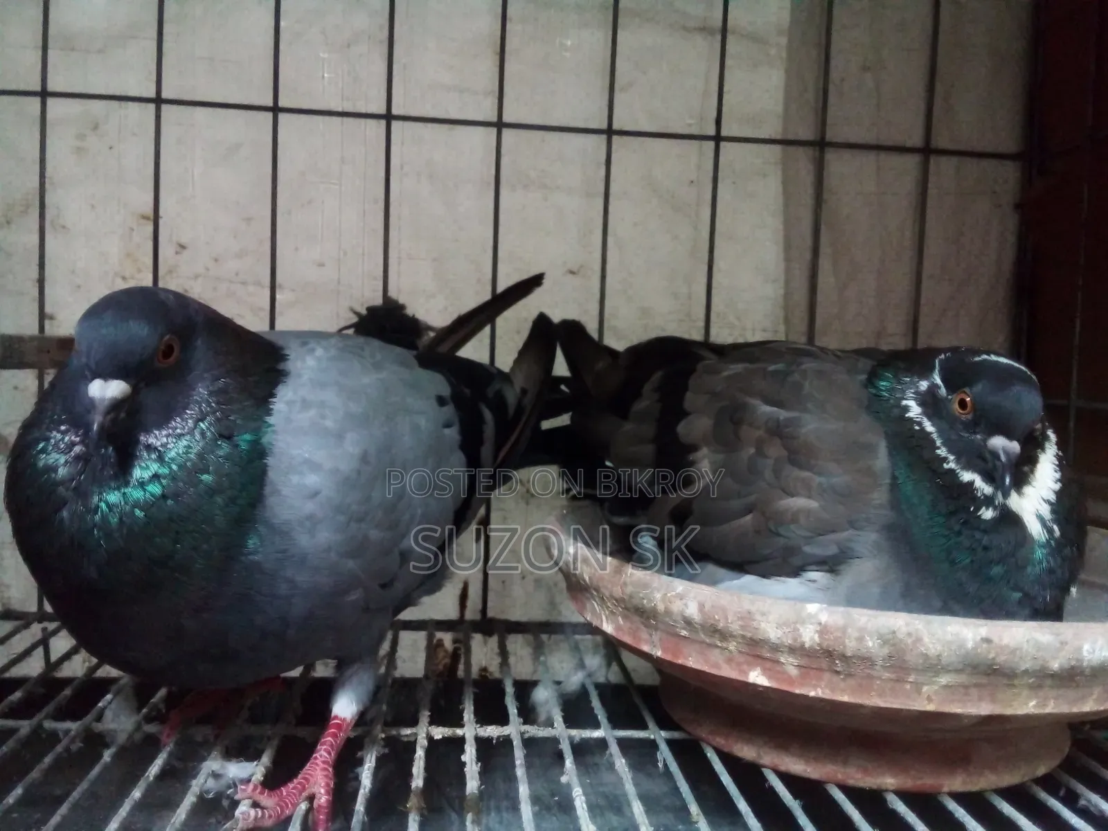 ৩ জোড়া ব্রিডিং