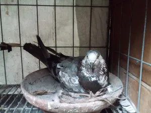 ৩ জোড়া ব্রিডিং