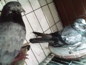 ৩ জোড়া ব্রিডিং