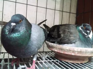 ৩ জোড়া ব্রিডিং