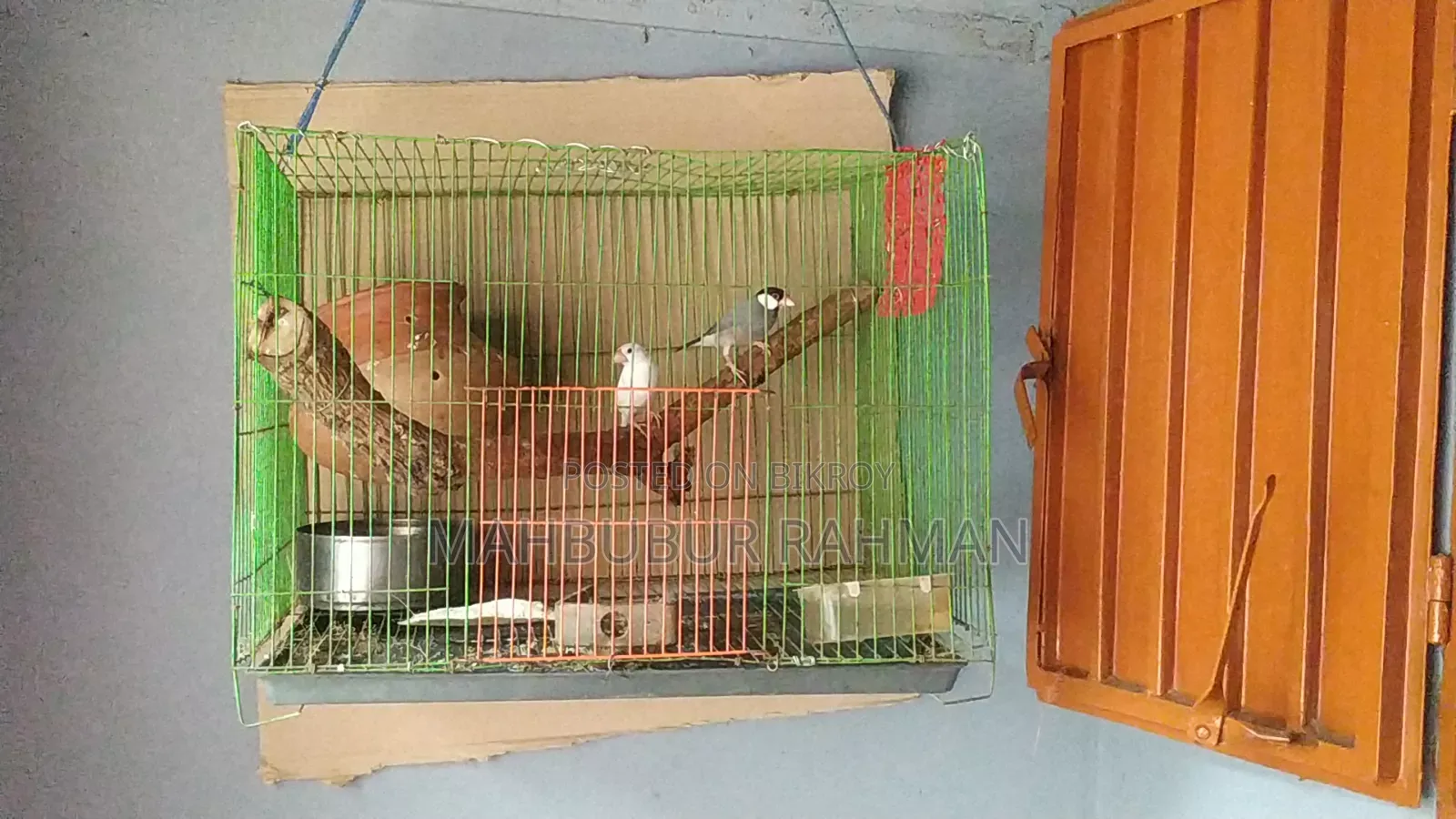 ডিম সহ রানিং জাভা পাখি
