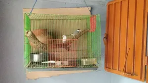 ডিম সহ রানিং জাভা পাখি