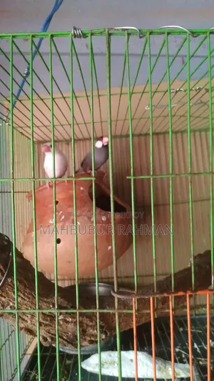 ডিম সহ রানিং জাভা পাখি