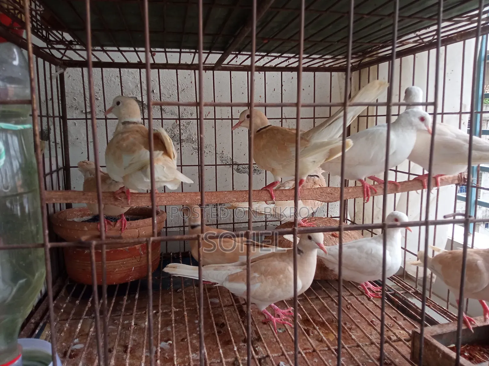 Australian Running Dove