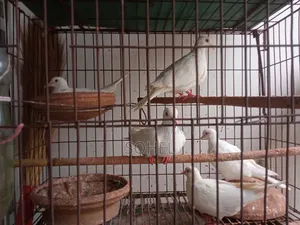 Australian Running Dove