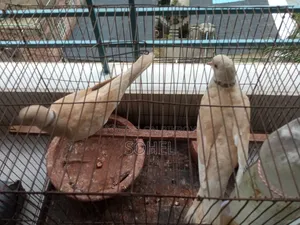 Australian Running Dove