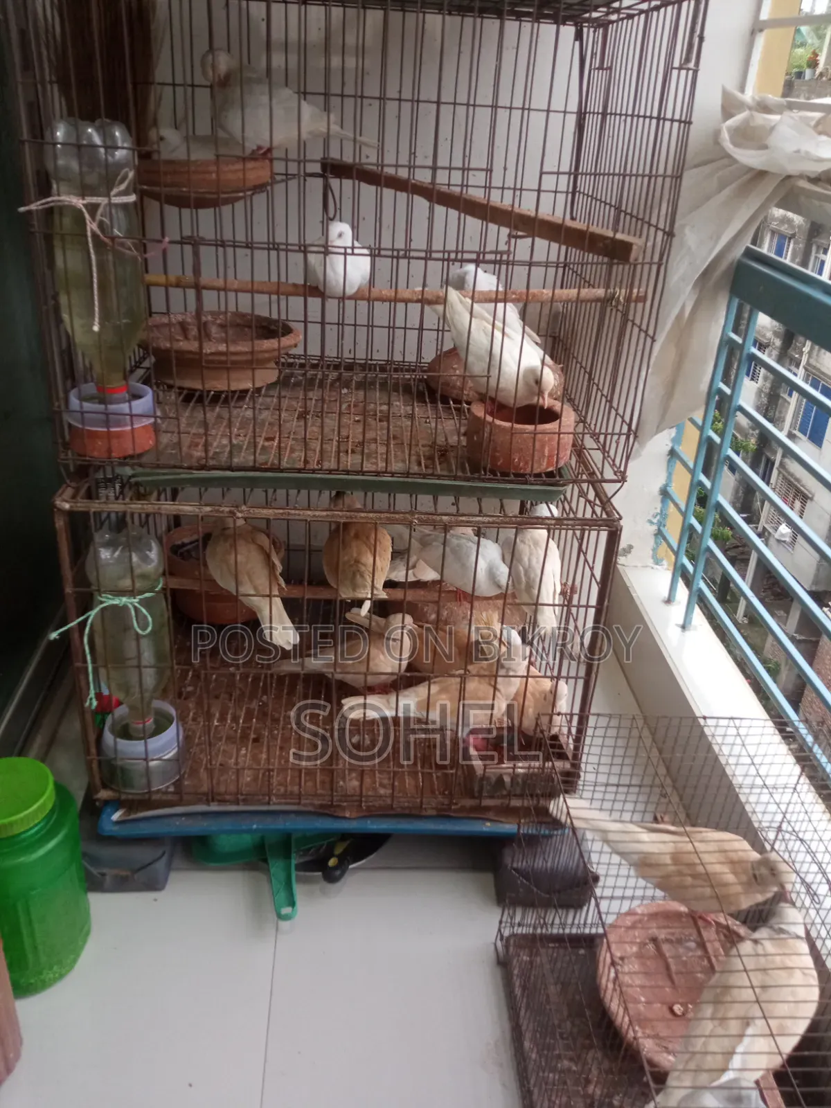 Australian Running Dove