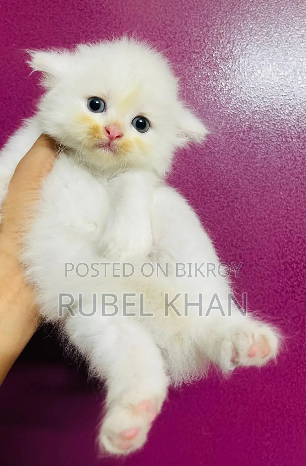 1-3 Months Female Purebred Persian