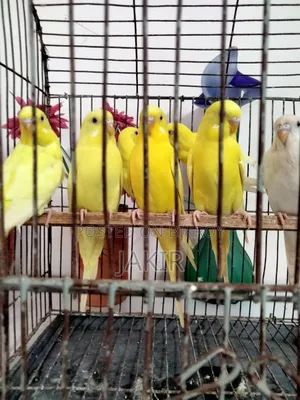 ১১ পিচ রানিং পেয়ার রেড আই লুটনো বিক্রি হবে