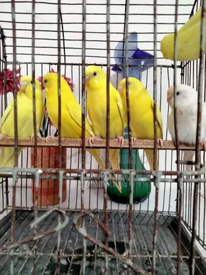 ১১ পিচ রানিং পেয়ার রেড আই লুটনো বিক্রি হবে